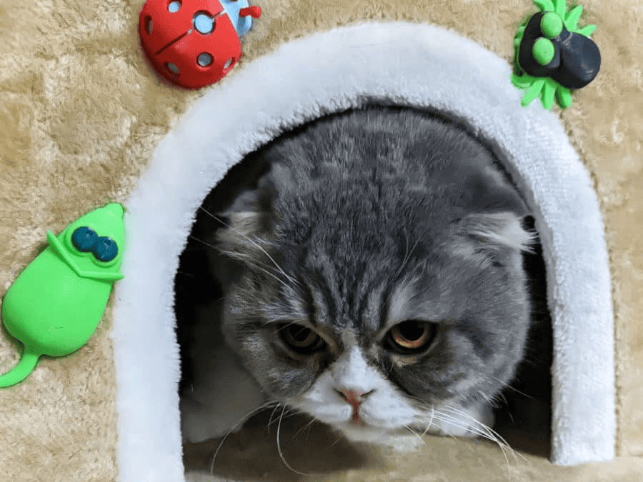 25 лучших игрушек для кошек, созданных с помощью 3D-принтера: забавные модели 2025 года